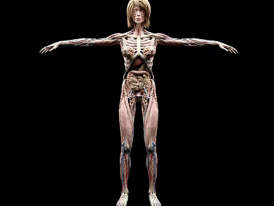 Medical Device 3D Human Anatomy Model Displaying Muscle Skeleton and Organ Structures 3d model