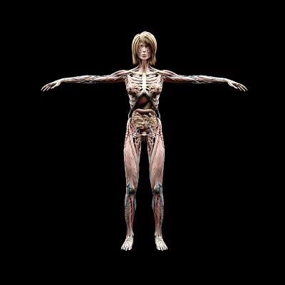 modern human body structure 3d model