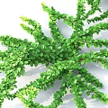 Green Shrubs With Lush Foliage And Various Sizes For Garden Landscaping