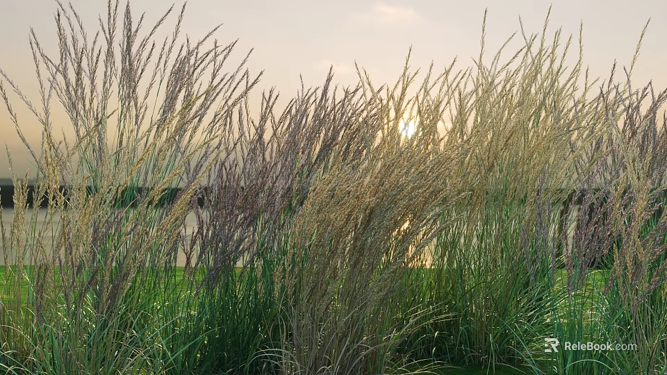 Vibrant Ornamental Grass Combinations Featuring Tall And Short Varieties In Serene Sunset Garden 3d model 