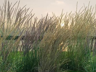 Vibrant Ornamental Grass Combinations Featuring Tall And Short Varieties In Serene Sunset Garden 3d model