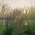 Vibrant Ornamental Grass Combinations Featuring Tall And Short Varieties In Serene Sunset Garden