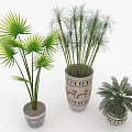 Indoor Palm Plants In Decorative Ceramic Pots With Lush Green Leaves