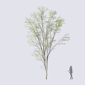 Mature Arbor With Lush Green Leaves And Human Figure For Size Comparison