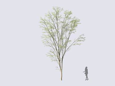Mature Arbor With Lush Green Leaves And Human Figure For Size Comparison 3d model