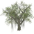 Modern Tree Banyan Tree 3d model