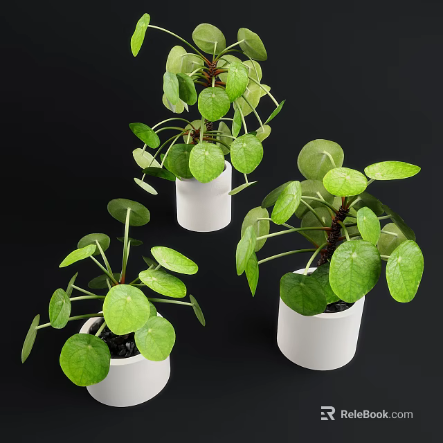 Bonsai Potted Plants With Round Green Leaves In White Ceramic Pots 3d model 