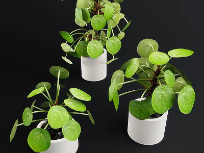 Bonsai Potted Plants With Round Green Leaves In White Ceramic Pots 3d model
