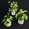 Bonsai Potted Plants With Round Green Leaves In White Ceramic Pots