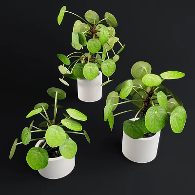 modern potted plant green plant potted plant 3d model