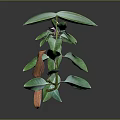 Green Plant With Pink Flower Green And Orange Leaves On Gray Background