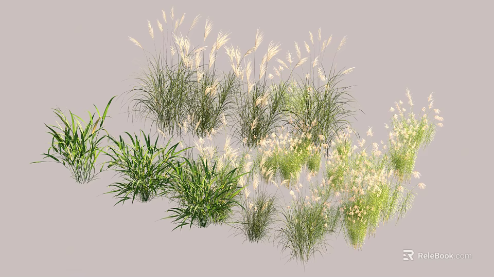 Various Aquatic Plants with Green Foliage and White Feathery Blooms for Water Garden 3d model 