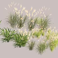 Various Aquatic Plants with Green Foliage and White Feathery Blooms for Water Garden