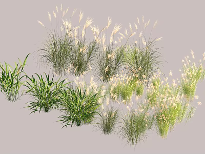Various Aquatic Plants with Green Foliage and White Feathery Blooms for Water Garden 3d model