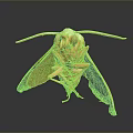 Realistic 3D Rendered Orange Moth With Spread Wings And Antennae On Dark Background