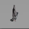 Flying Pigeon in Multiple Flight Poses on Light Colored Ground Surface 3d model
