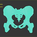 Medical Device Anatomical Pelvic Bone Model For Educational And Research Use 3d model