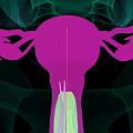3D Medical Anatomy Illustration of Female Reproductive Organs Displaying Uterus Fallopian Tubes and Ovaries