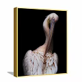 Pelican Animal Painting Detailed Portrait With White Feathers On Black Background