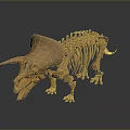 Detailed Triceratops Skeleton 3D Model of Prehistoric Dinosaur with Anatomical Structure