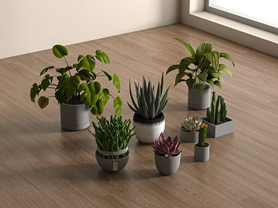 Indoor Different Types Bonsai Potted Plants in Decorative Pots on Wooden Floor 3d model