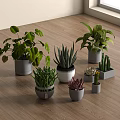 Indoor Different Types Bonsai Potted Plants in Decorative Pots on Wooden Floor