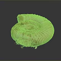 Ammonite Fossil Displaying Spiral Structure And Rich Brown Golden Textured Surface