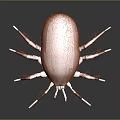 Red Hairy Mite 3D Model with Long Legs on Gray Background 3d model