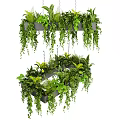 Vibrant Green Hanging Basket Plants With Cascading Vines And Cozy Indoor Home Decor