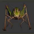 Modern grasshopper insect cartoon locust 3d model
