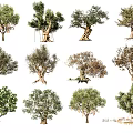 Various Arbor Trees With Diverse Foliage Shapes and Natural Trunk Structures 3d model