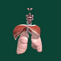 3D Anatomical Illustration of Thoracic Organs Featuring Lungs Trachea and Structures