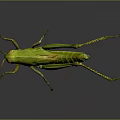 Green Grasshopper With Vibrant Green Body On Dark Reflective Surface Showing Detailed Legs