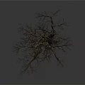 Dry Dead Tree Structure With Thick Trunk And Spreading Branches On White Background 3d model