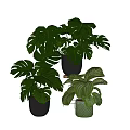 Indoor Green Monstera Potted Plants With Black Pots And Wicker Planters