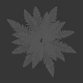 Lush Green Fern Plant With Feathery Leaves For Indoor Natural Decoration