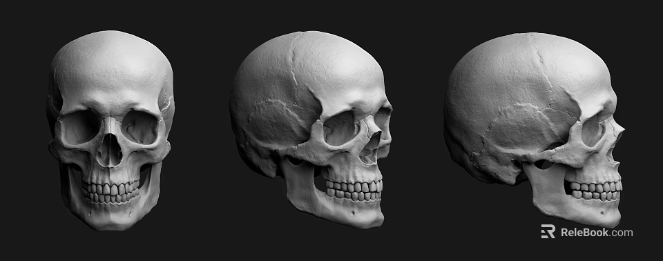 Three Detailed Human Skull 3D Models With Different Angles And Textures 3d model 