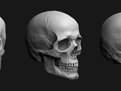 Three Detailed Human Skull 3D Models With Different Angles And Textures 3d model