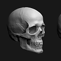 Three Detailed Human Skull 3D Models With Different Angles And Textures