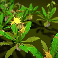 Neatly Arranged Green Plants With Green Leaves Yellow And Blue Flowers On Green Background