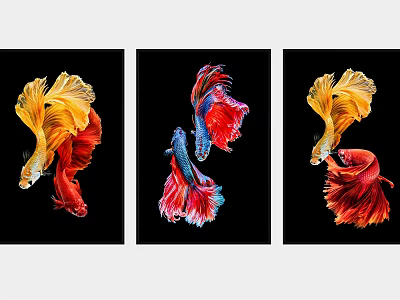 Vibrant Betta Fish Animal Paintings with Colorful Fins on Black Background Three Pieces 3d model