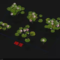 Beautiful Water Lily Plants Growing On Water Surface With Green Pads And Pink Flowers