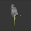 Unique Plant with Slender Stem Fuzzy Top Seeds and Green Leaves on Black Background