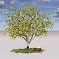 Arbor with Green Leaves Gray Trunk Basket of Yellow Fruits on Grass Under Blue Sky
