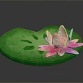 Frog Resting On Green Lotus Leaf With Pink Water Lily Flower