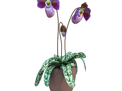 Beautiful Bonsai Potted Plant with Purple Flowers and Spotted Green Leaves in Brown Pot 3d model
