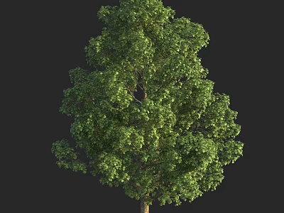 Lush Arbor With Dense Green Foliage And Strong Trunk In Natural Landscape 3d model
