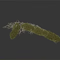Natural Plant Structure With Green Grassy Top And Exposed Intertwined Roots