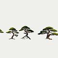 Arbor Bonsai Pine Trees Collection With Different Shapes And Varied Forms 3d model