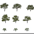 Various Arbor Tree Shapes And Sizes With Human Figure For Scale Comparison 3d model